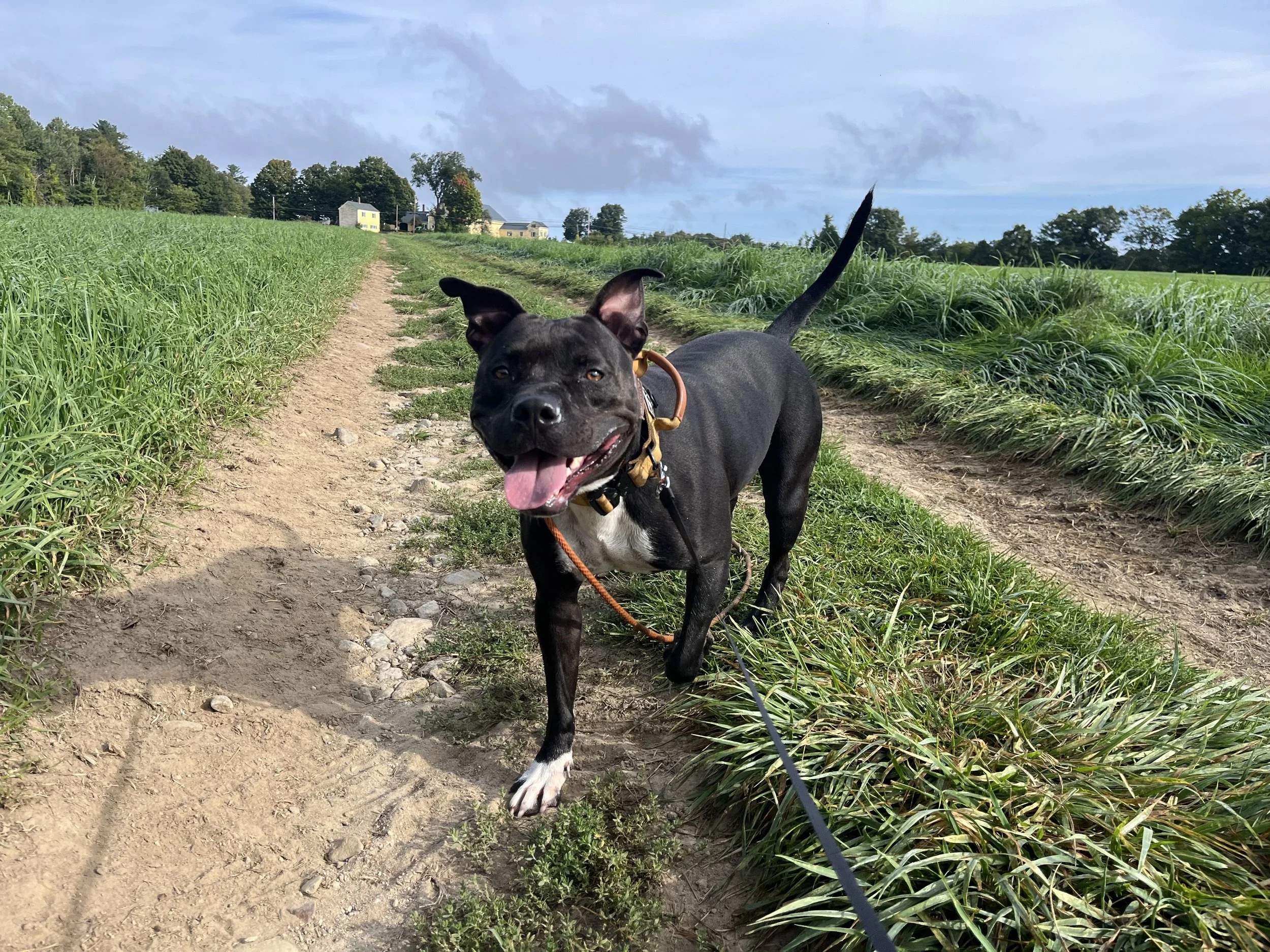 Future — Second Chance Ranch Rescue