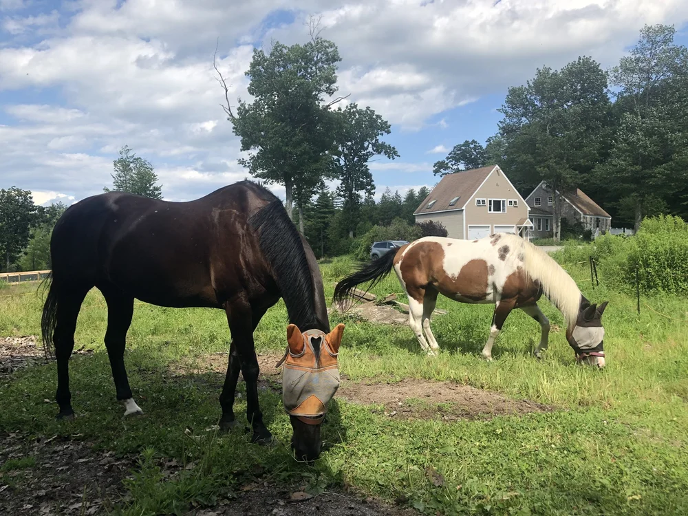 The Ranch Blog Second Chance Ranch Rescue Nh