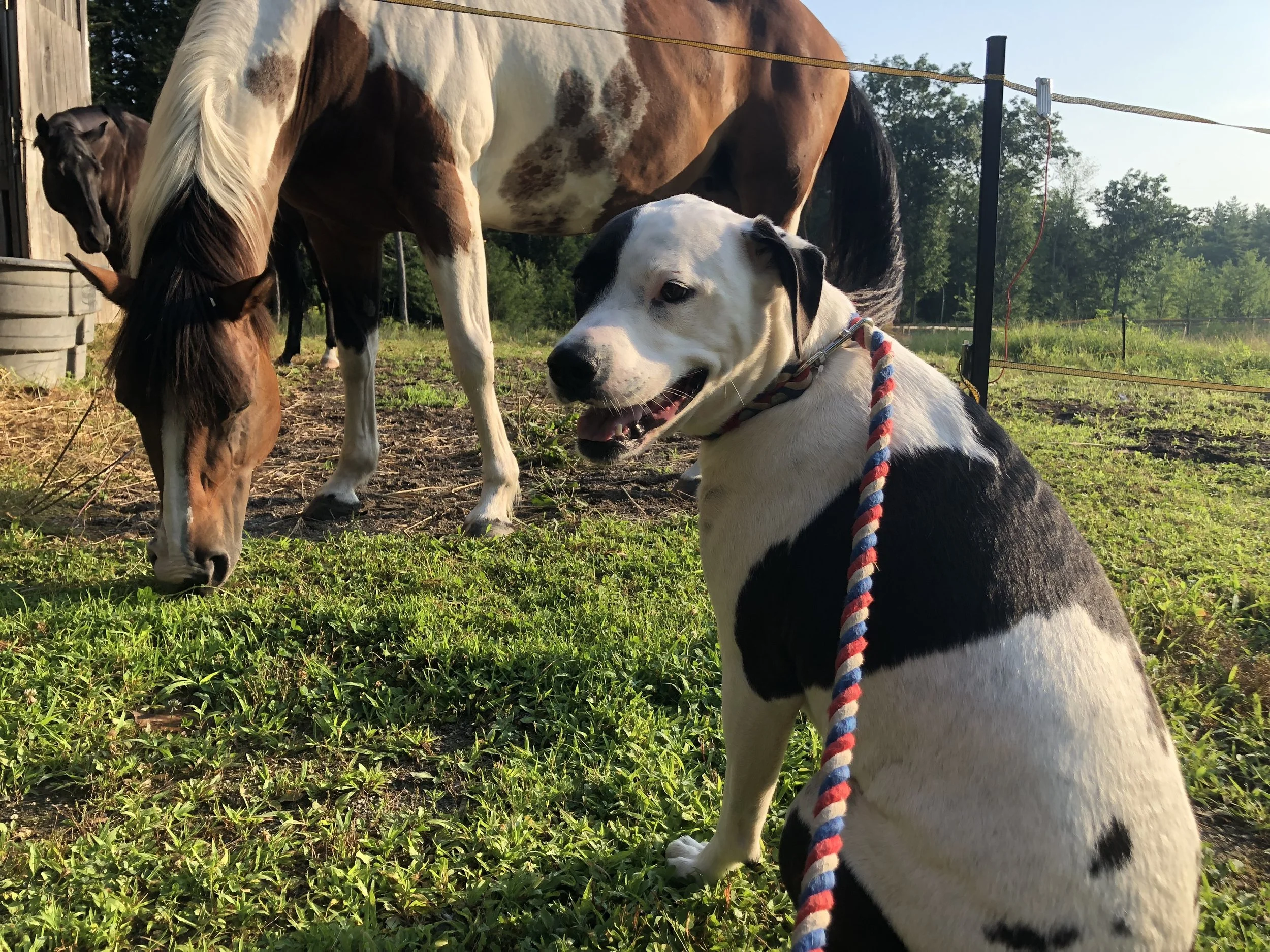 The Ranch Blog Second Chance Ranch Rescue Nh