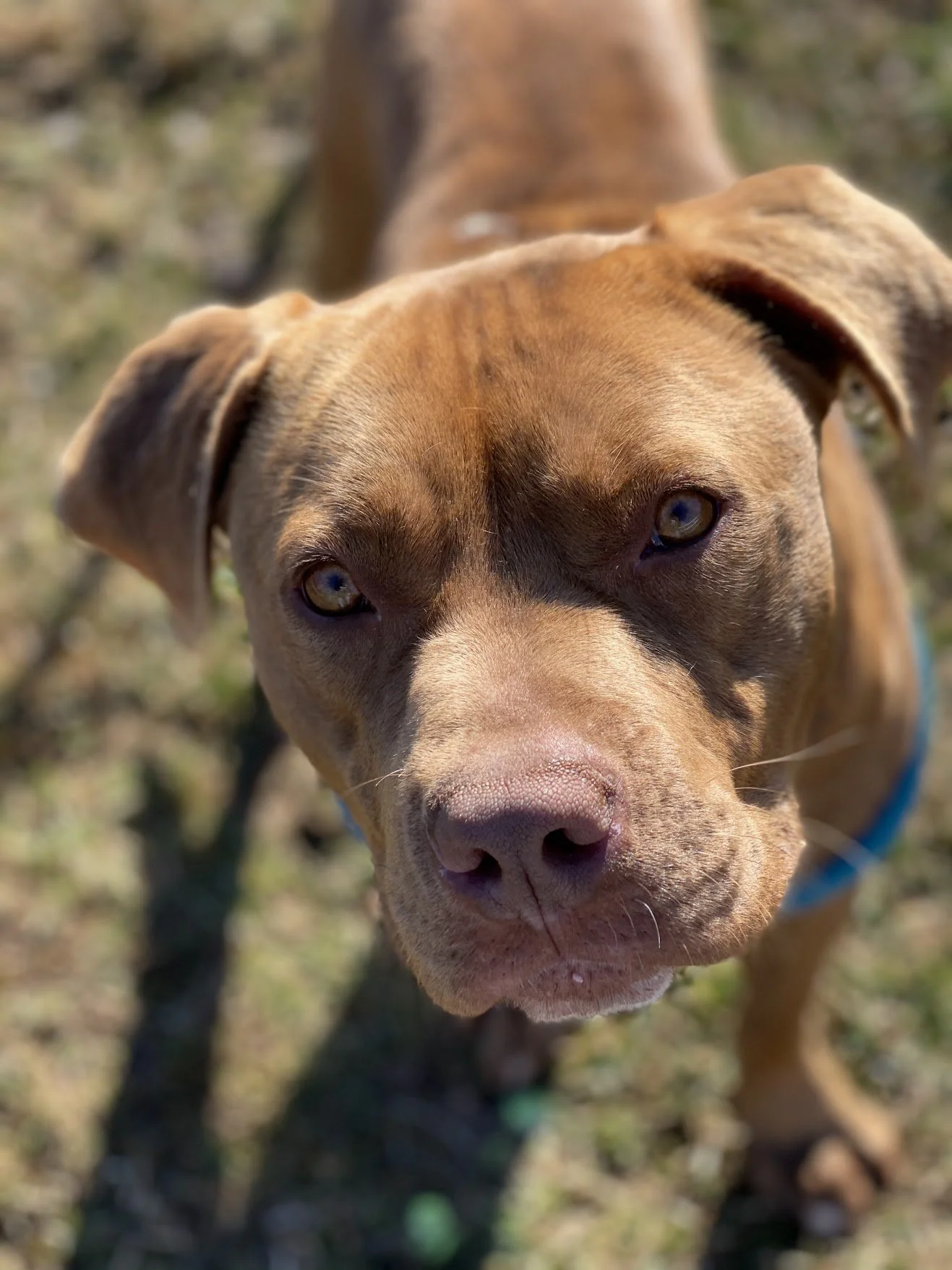 Why its important to work with a rescue  