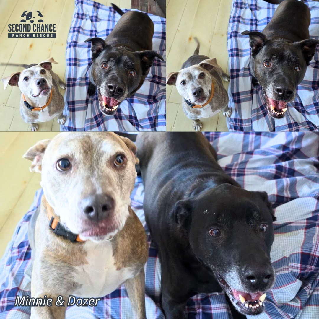 When Hope Pauses: Dozer &amp; Minnie Are Still Waiting