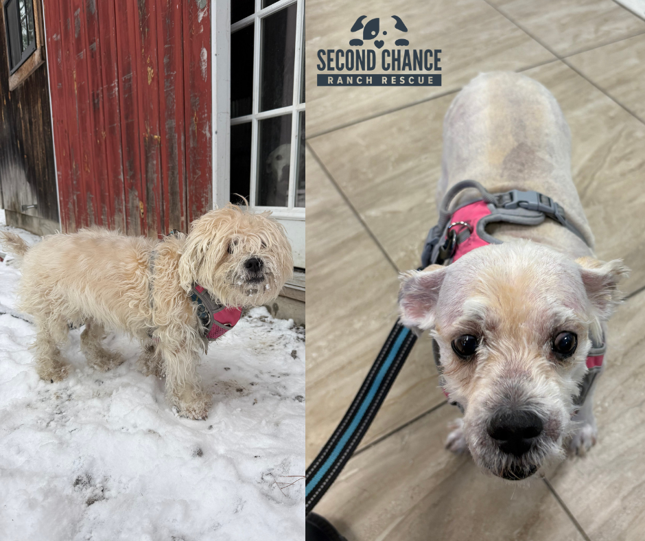 Holding Down the Fort: The People Who Carry Animal Rescue When It Gets Hard