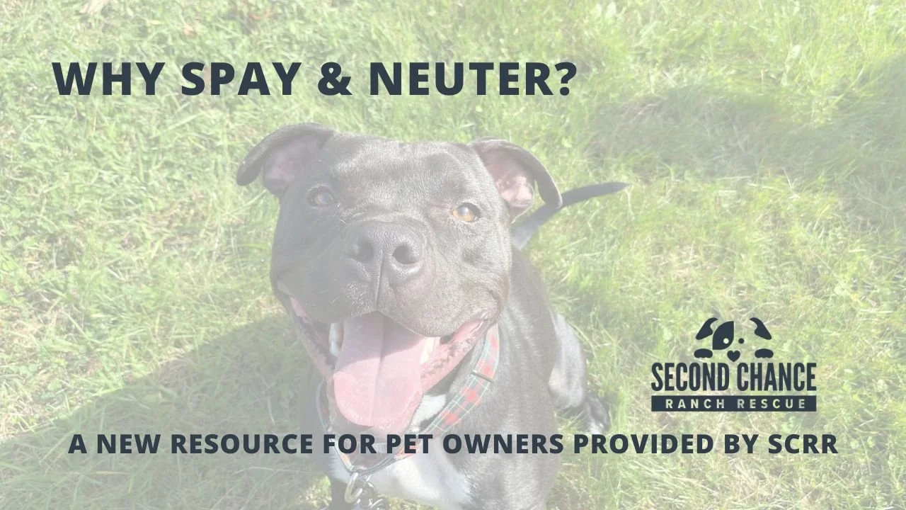 A New Resource for Pet Owners: Low-Cost Spay &amp; Neuter Options in Southern New Hampshire