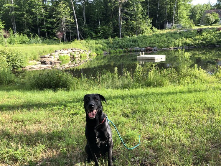 Surrender — Second Chance Ranch Rescue NH