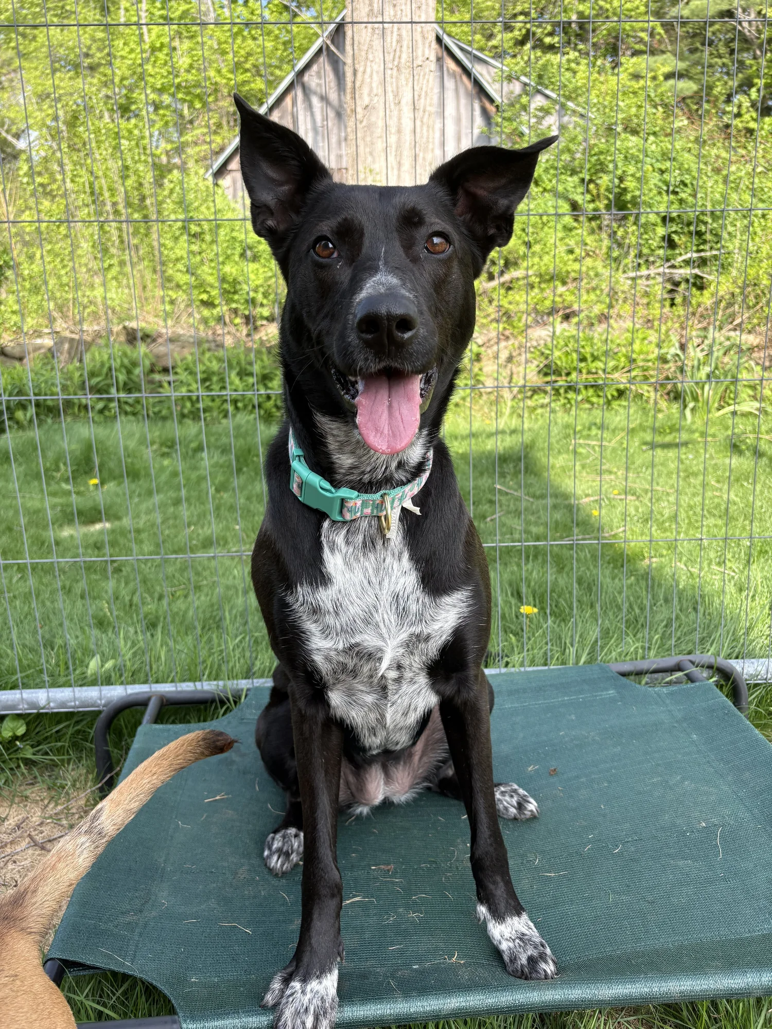 Second Chance Ranch Rescue
