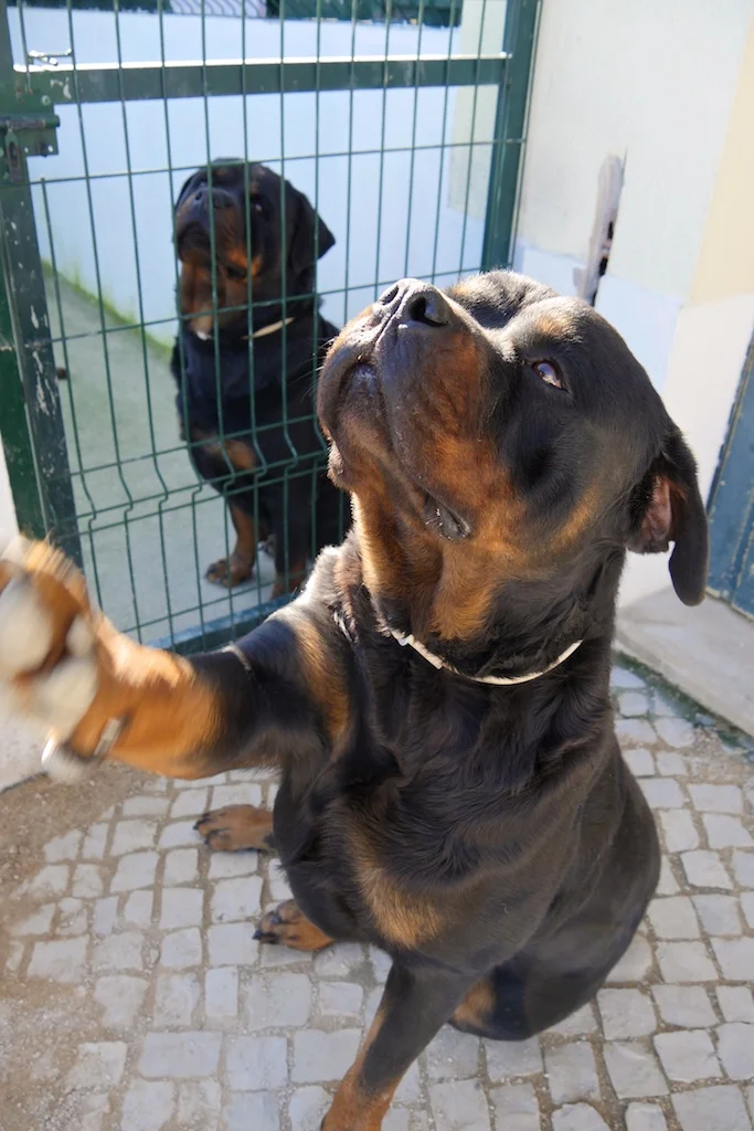 Aksel