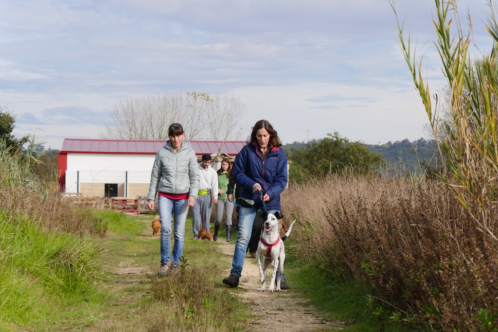 Sociabilização de Cães