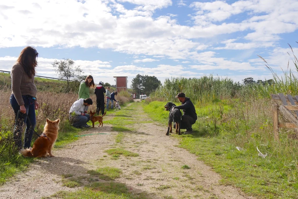 Sociabilização de Cães