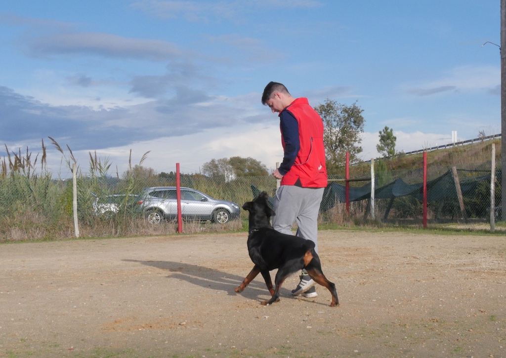 Treino de Cães - Obediência