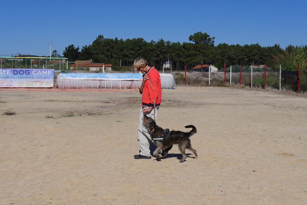 Treino de Cães - Obediência