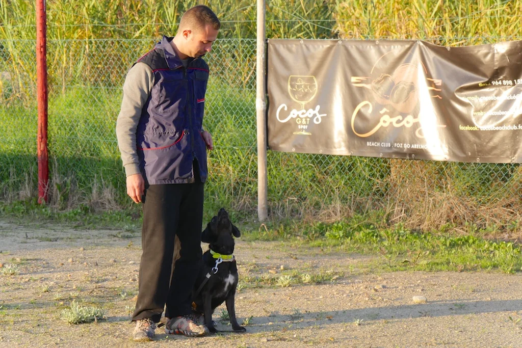 Treino de Obediencia Canina