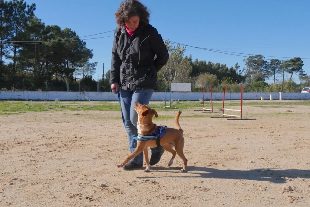 Treino de Obediencia