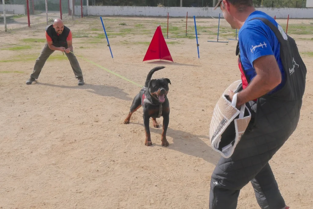 Treino de IPO