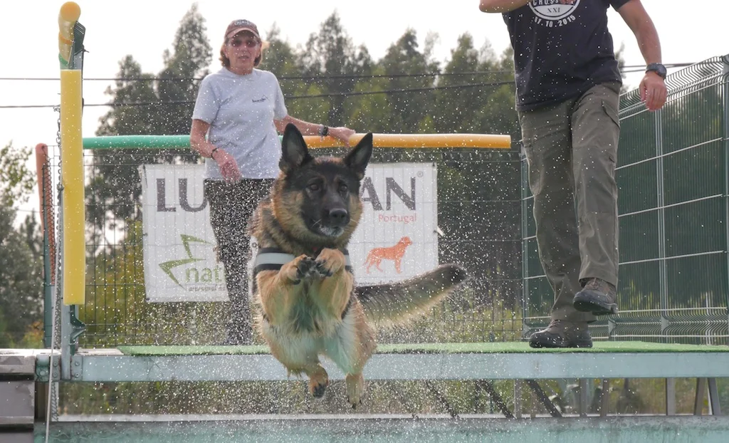 Dock Diving