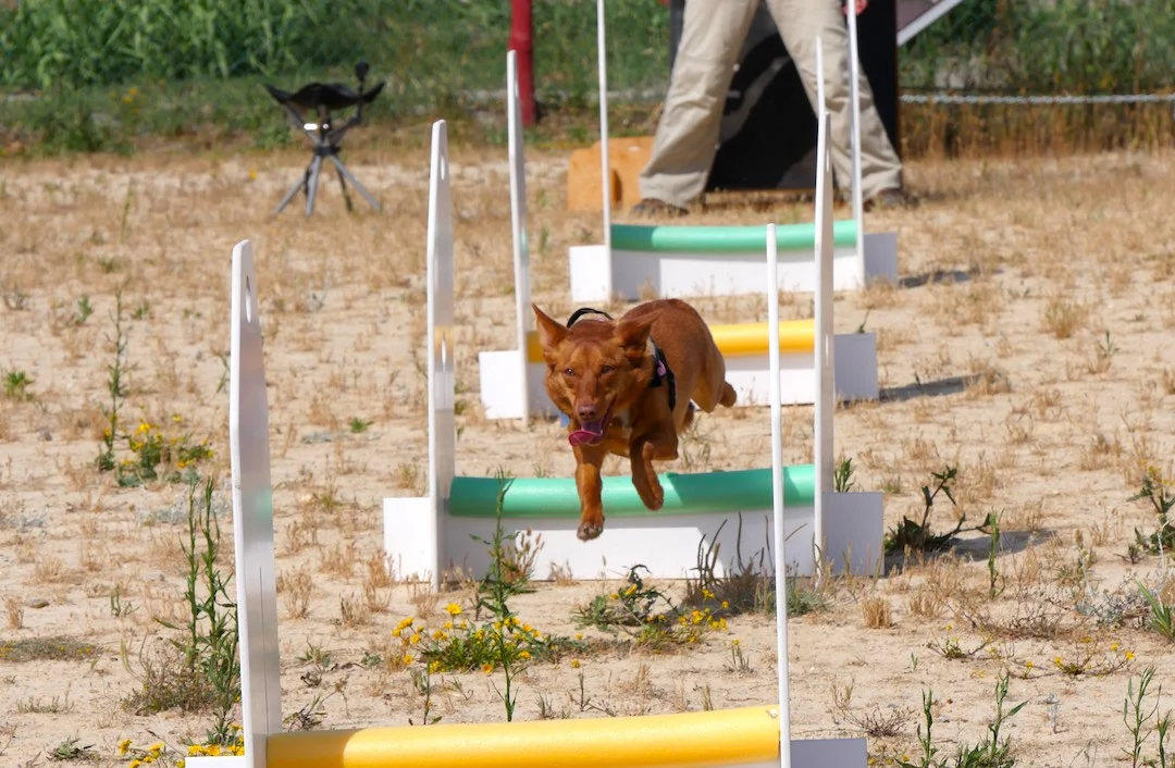 Flyball