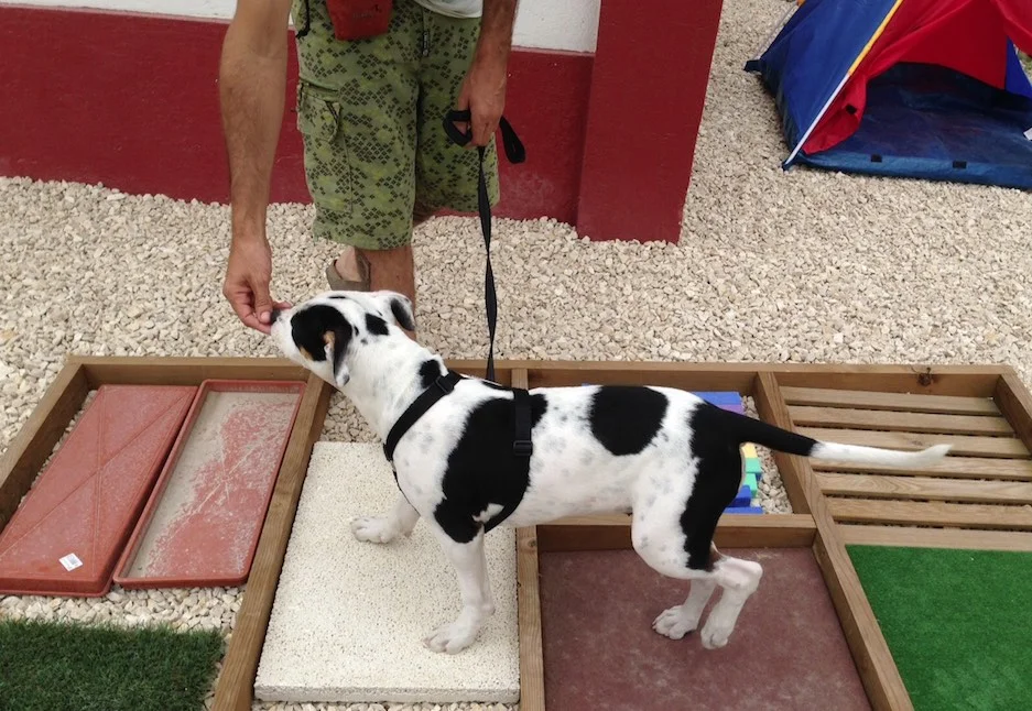 Aulas para Cachorros
