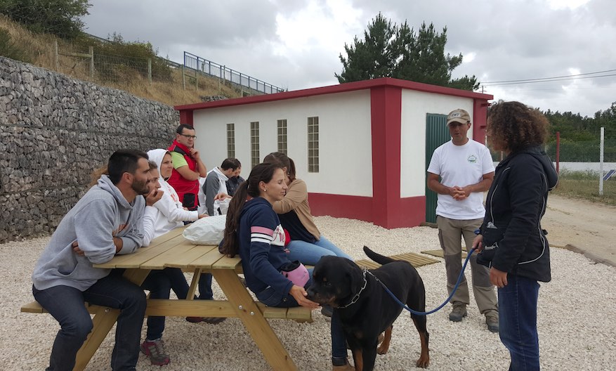 Sociabilização de Cães