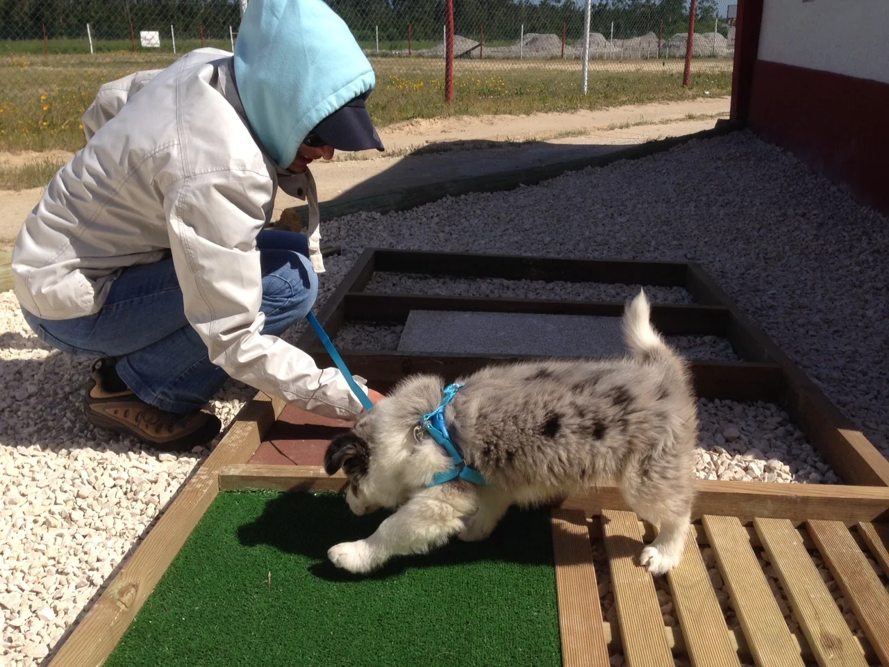 Aulas para Cachorros