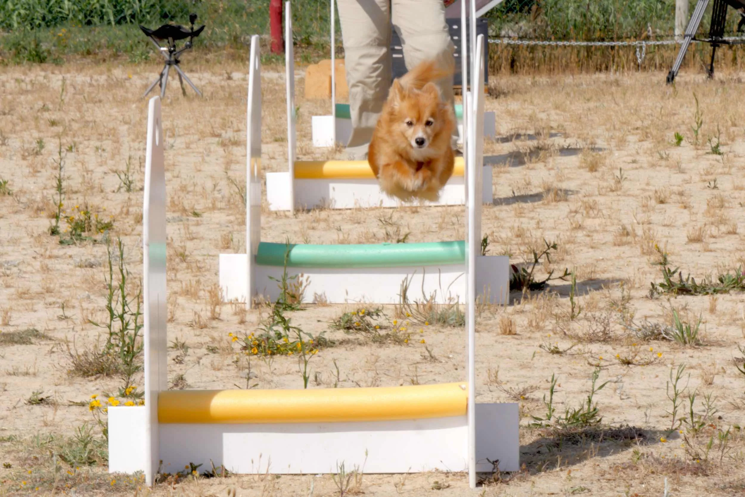 ODC-18-Flyball-01-1.jpg