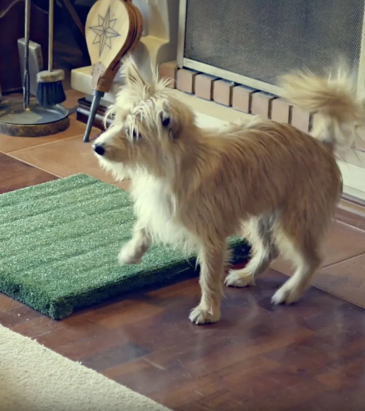 Oeste DOG Camp (ep.3 T1)