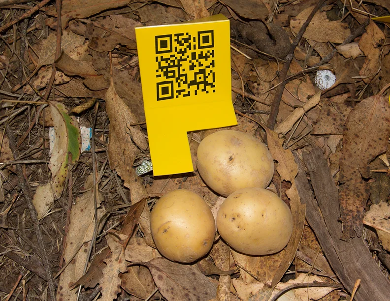 potatoes.jpg