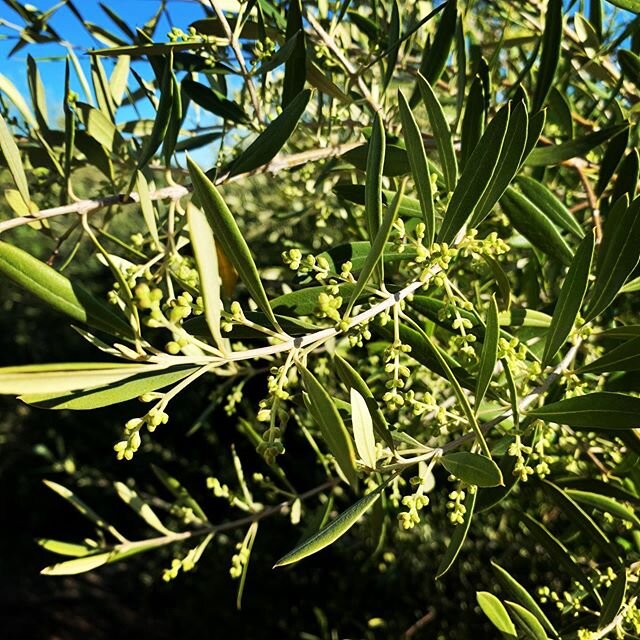 Olive blossoms are almost ready to pop!💃🕺🏻 #oliveblossoms #pasoroblesolives #springblessings