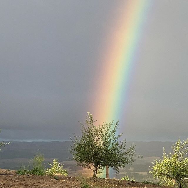 Rainbow over the baby olive grove this evening. #rainbowbaby🌈