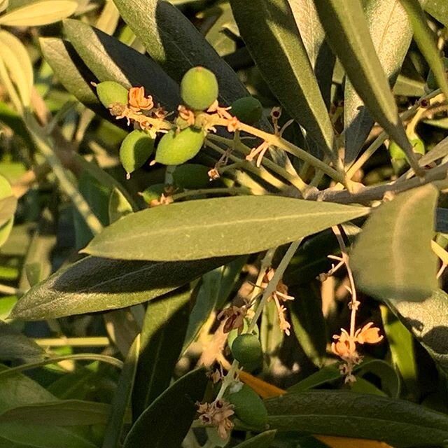 Baby olives holding on for dear life in these gusty Central Coast days.😟💨 #centralcoastliving #babyolives #windycaliforniadays