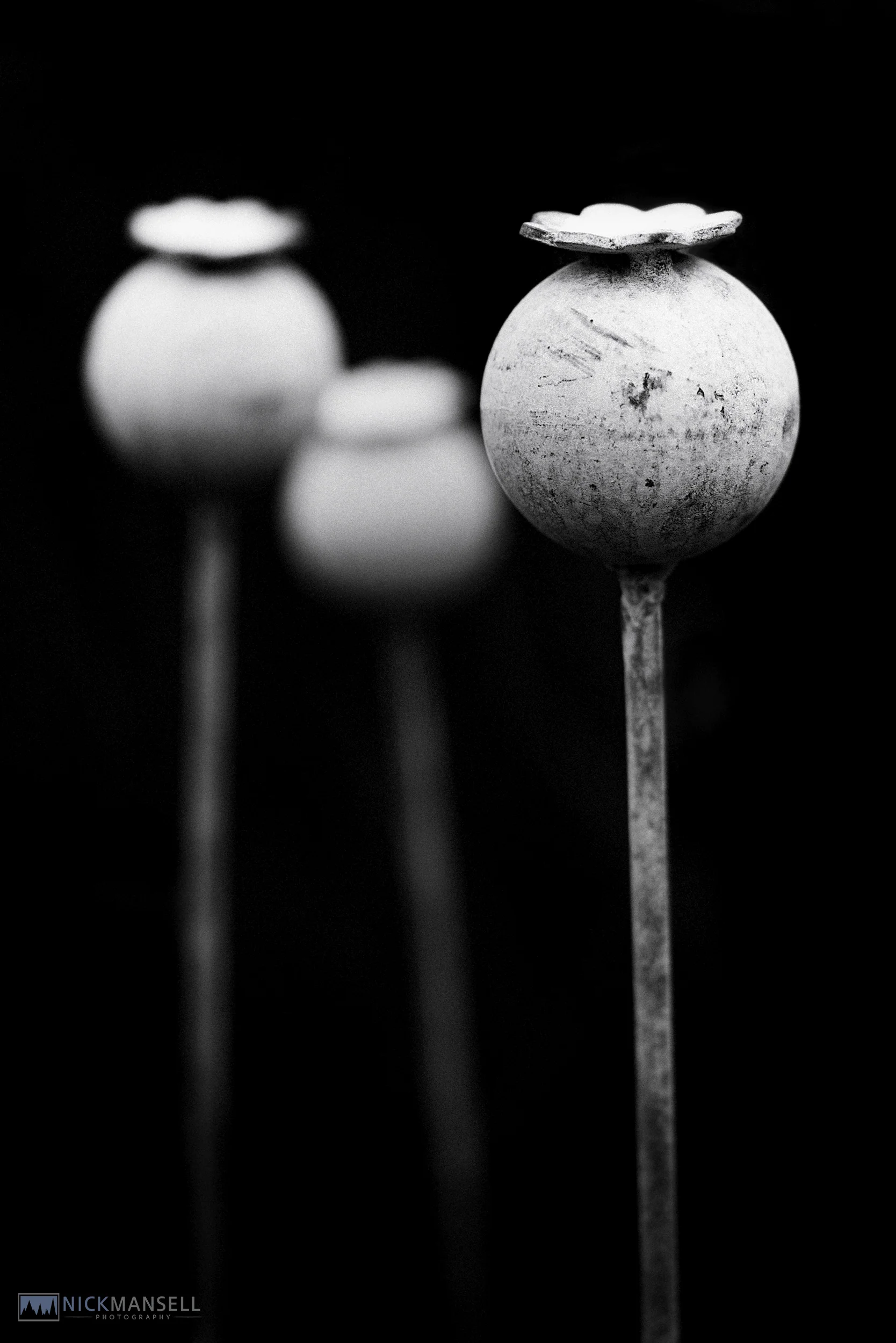 3 metal poppy heads_B&W-1980.jpg