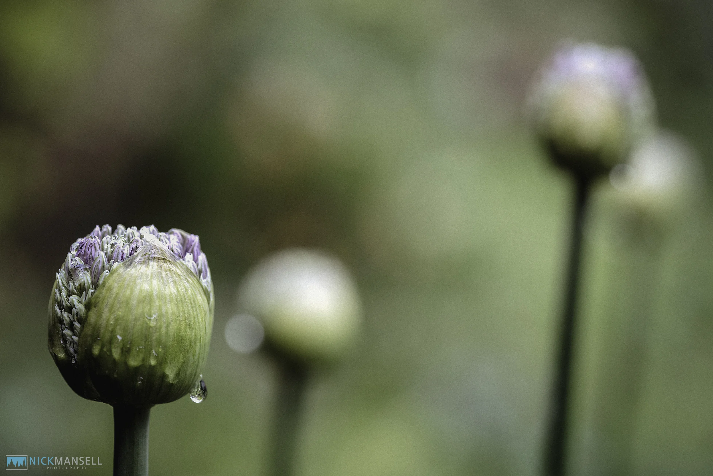Alliums-1212.jpg