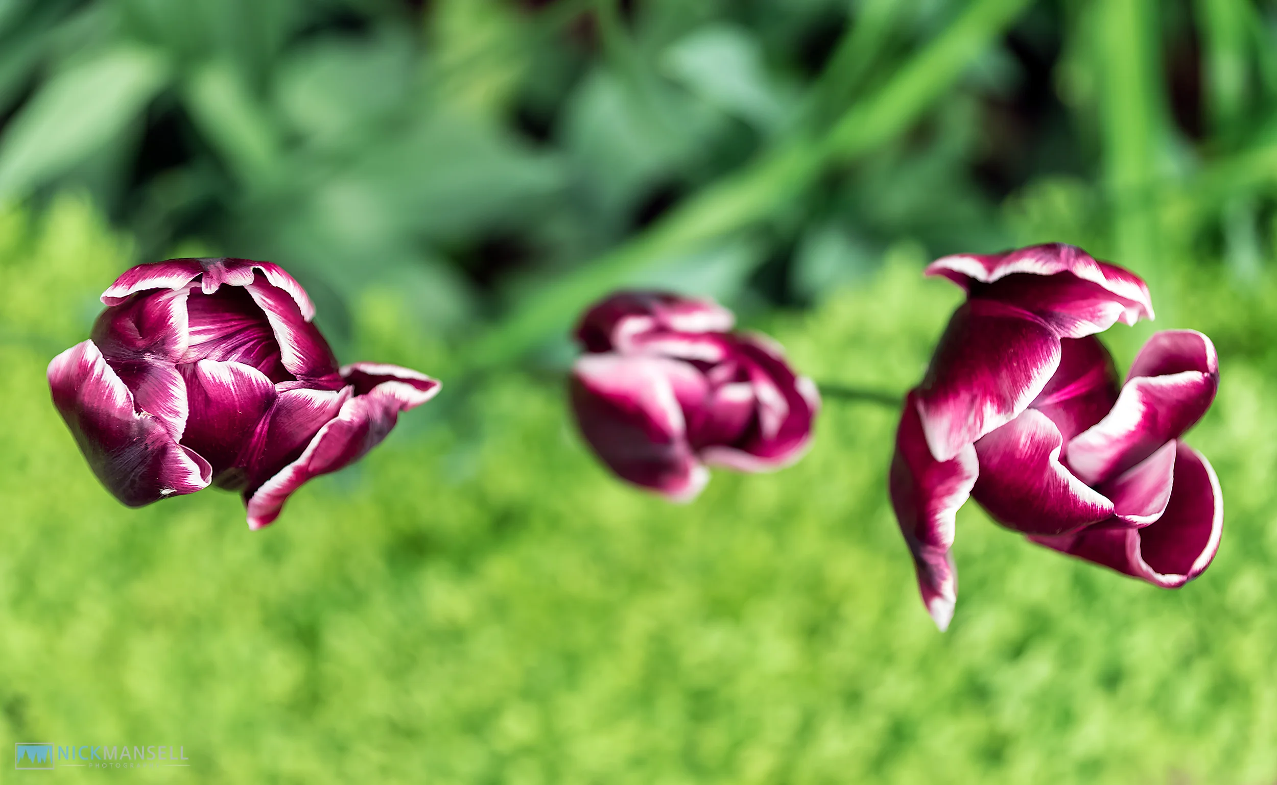 Tulips etc-1228.jpg