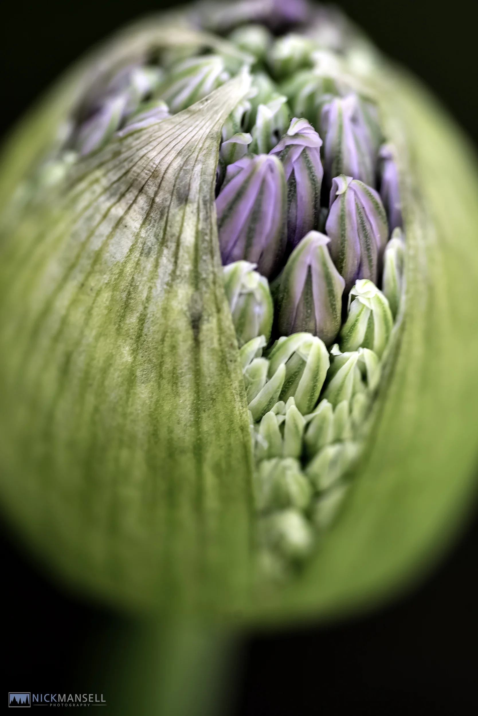 poppies and alliums-1157.jpg