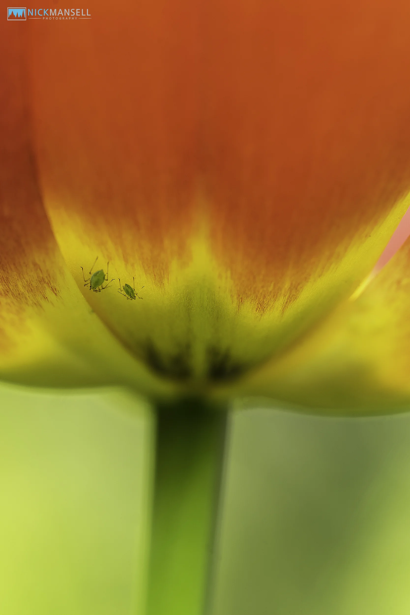 spring in garden 2019-2944.jpg