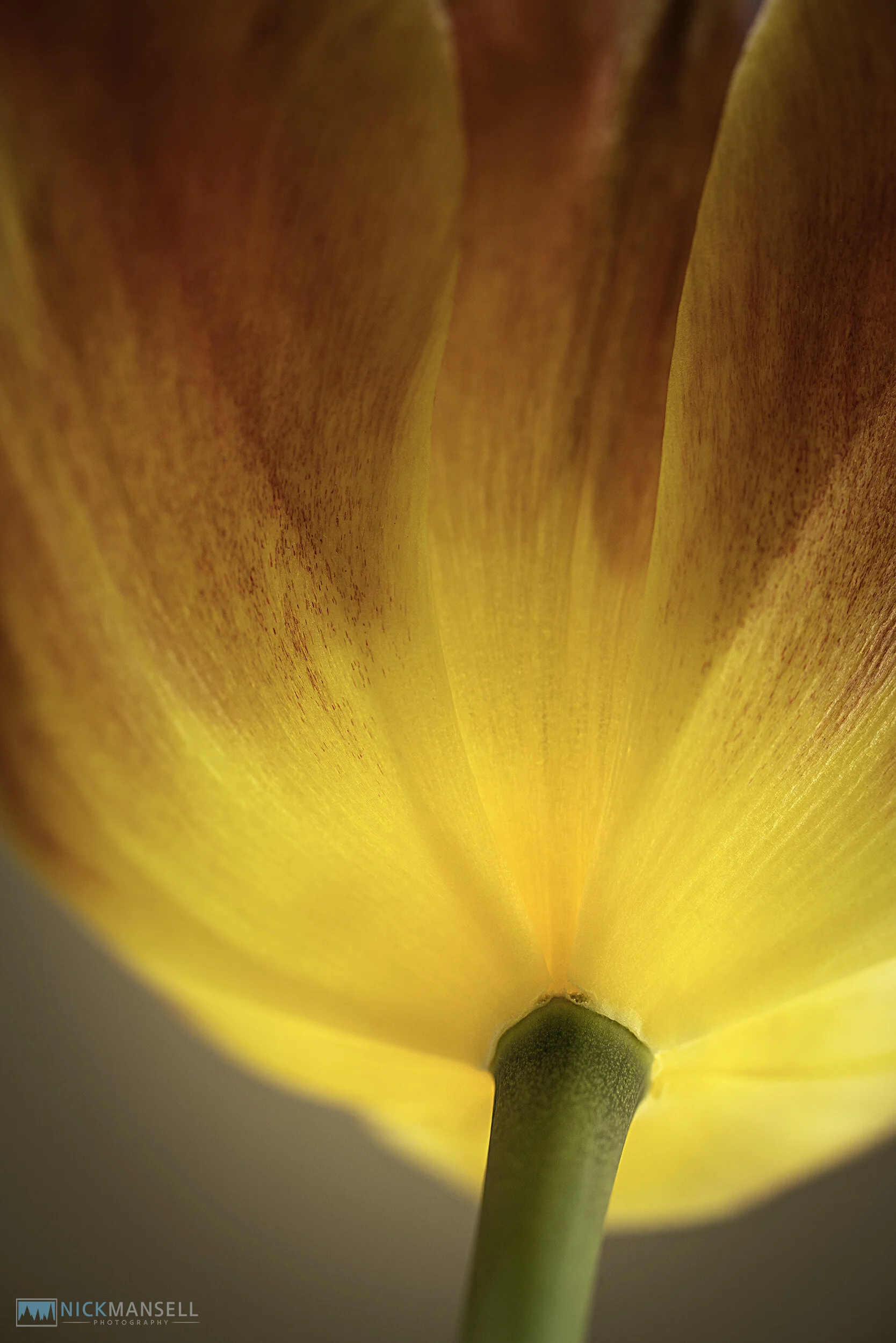 spring in garden 2019-2828.jpg