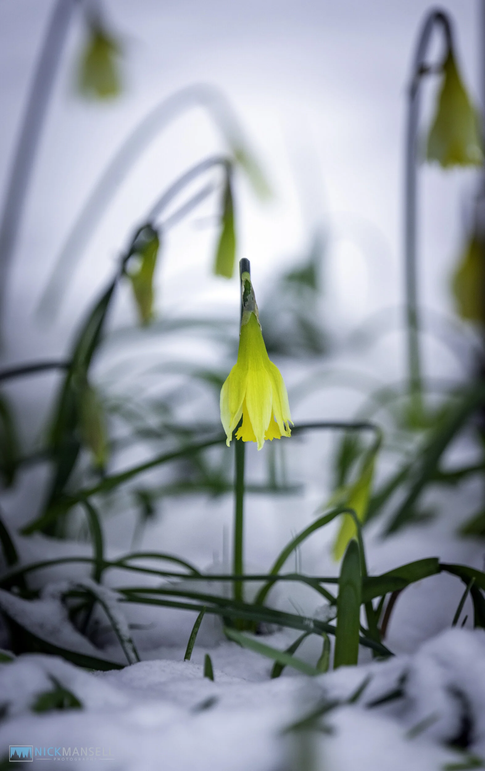 Nick garden Snow-5426.jpg
