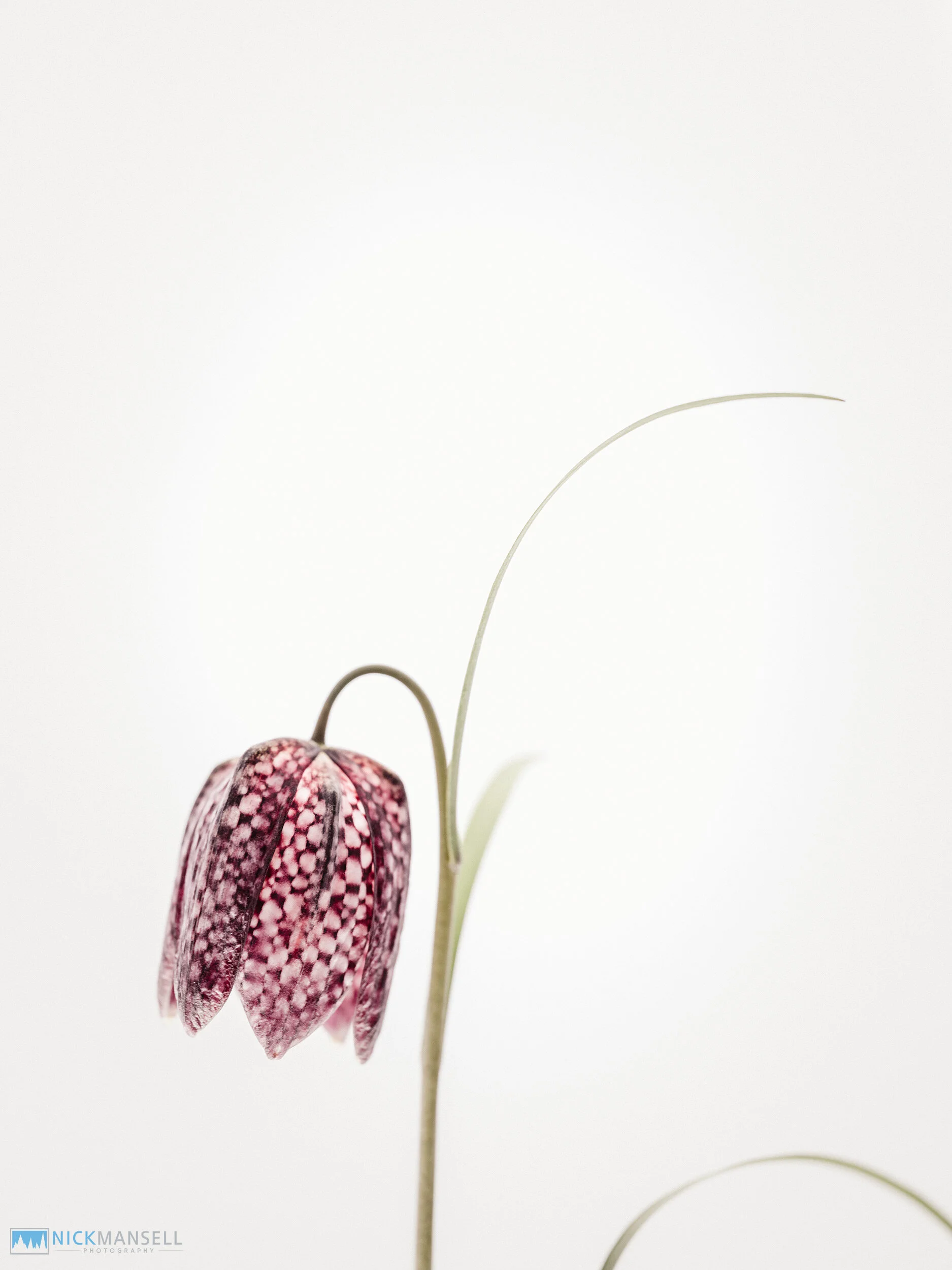 snake-heads-3-6099-1.jpg
