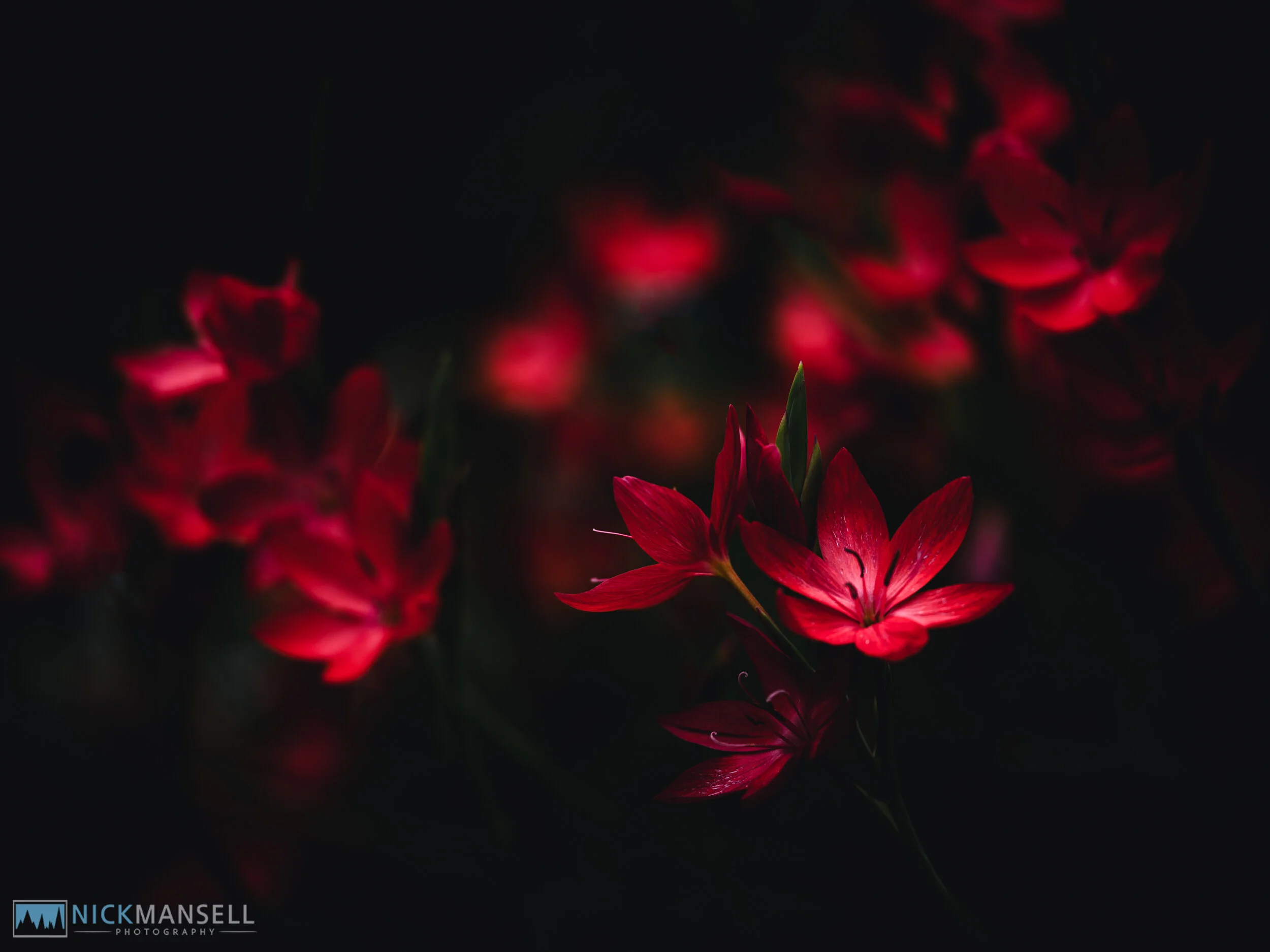 flowers-0882-1.jpg