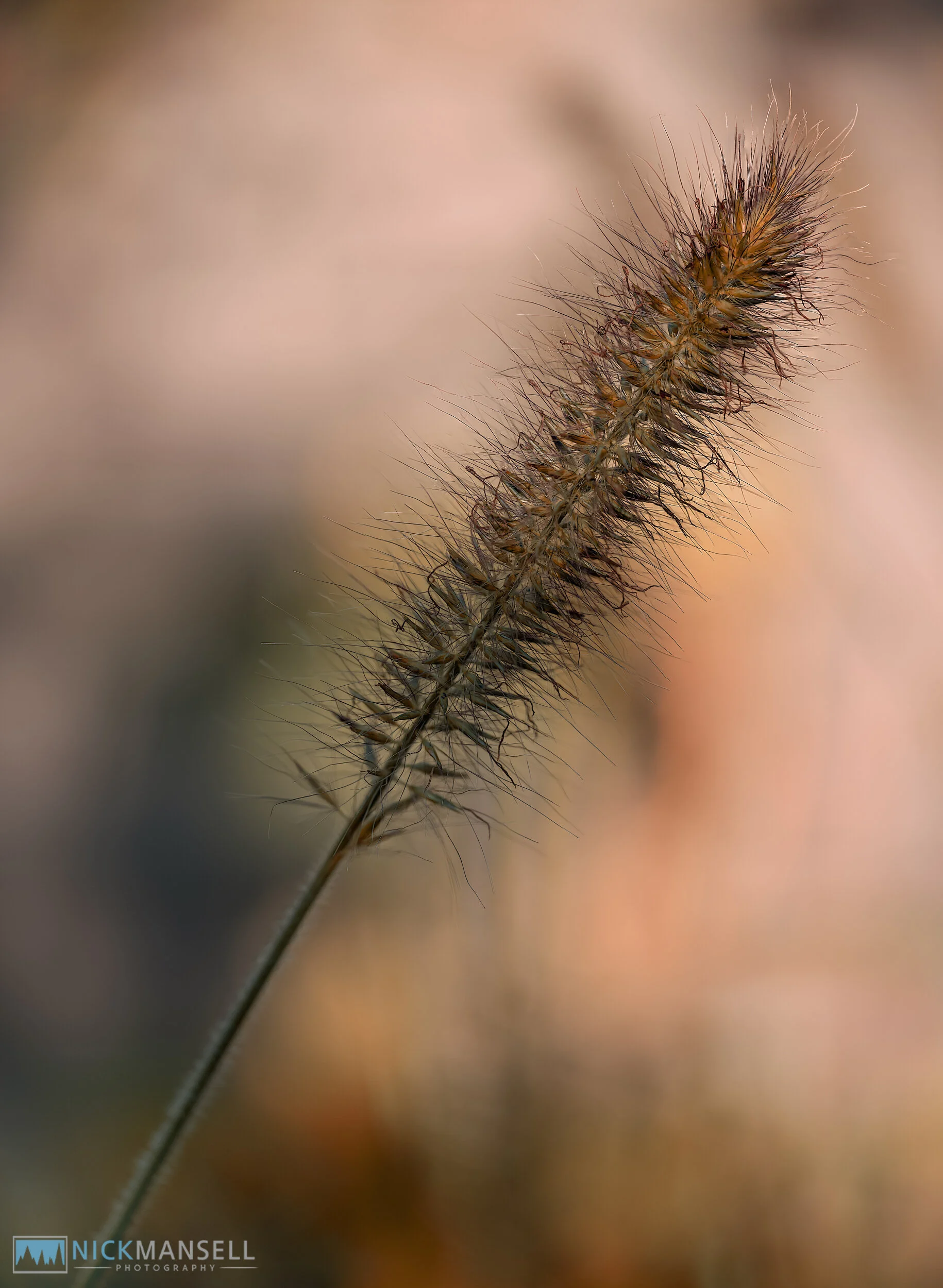 pennisetum hameln-2454.jpg