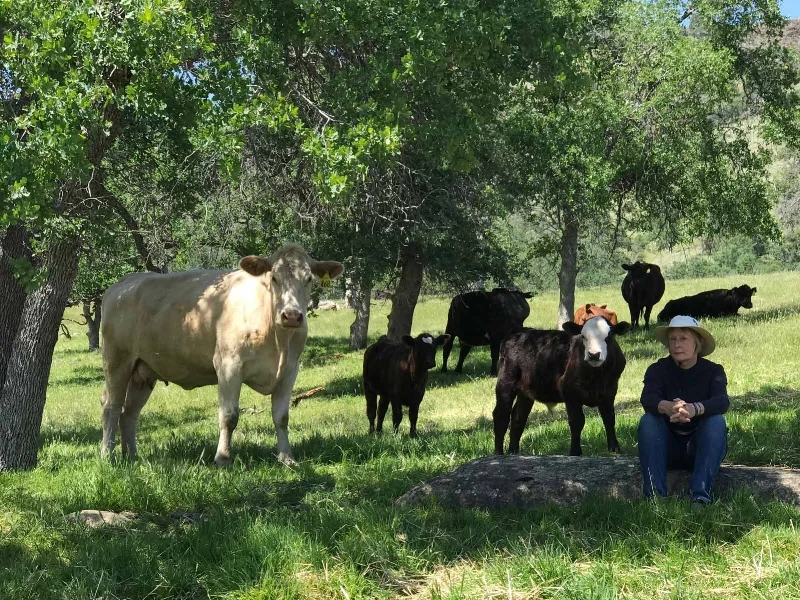 Waiting patiently for me to finish... she was very popular with the cows.