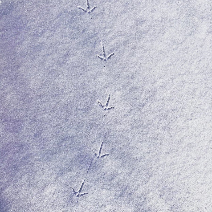 To immerse oneself in the natural world is to share a universal thread with every living thing. #vermont #januaryfeels #howardfrankmosher