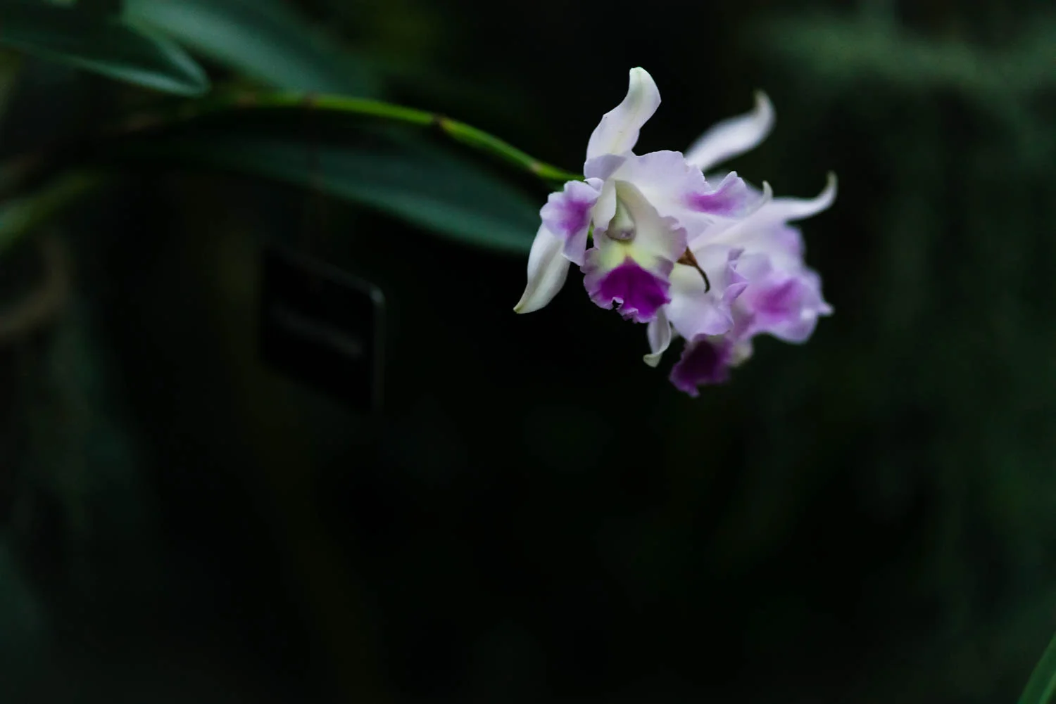 On The Hunt For Orchids
