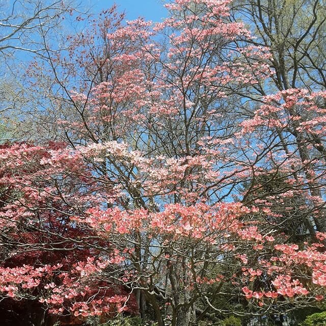 Love the spring and blooming trees 🌱 #dogwood #washingtondc #nofilter