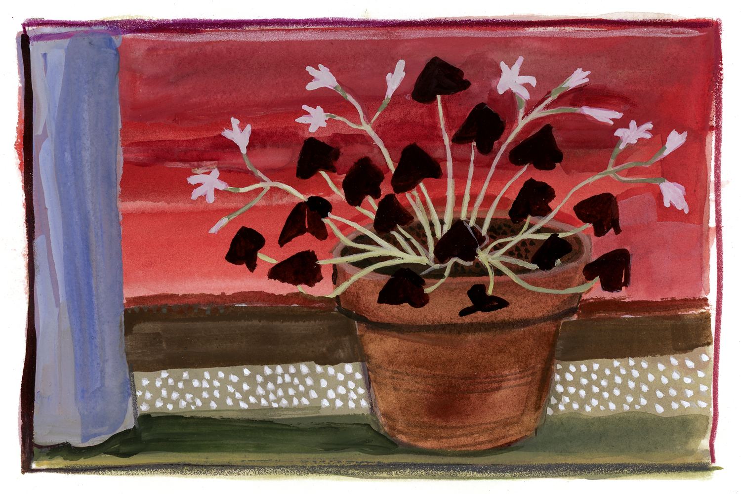 Oxalis at Sunset