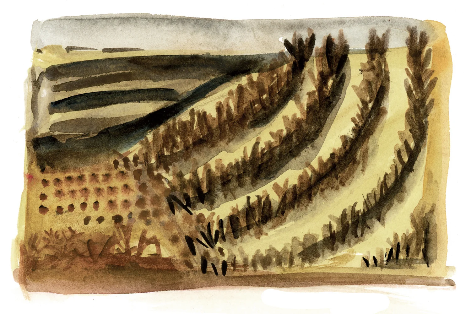 Cornfield