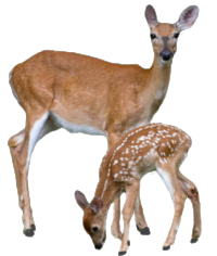 Transparent-Deer-With-Baby-Deer-PNG.png