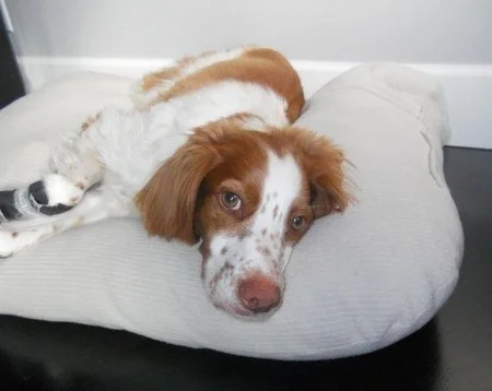 Photo: Nala's face says it all.