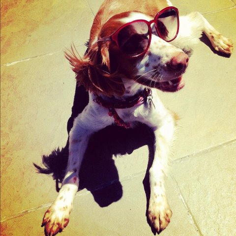 Photo: Nala on the deck wearing Cristina's glasses. Before the run.