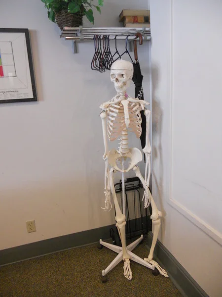 Photo: "Aunt Sally" the skeleton in Judge Erlich's courtroom
