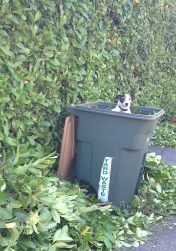 Photo: My next door neighbor's dog and Nala's arch enemy, finds a cool seat during all the hedge trimming last weekend