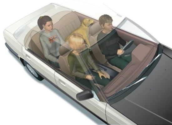 Graphic by Duane Hoffman. Trial exhibit of a seriously injured back seat passenger. Upon impact, the 80 pound dog was thrown into the front seat. Her back broke and she and died.